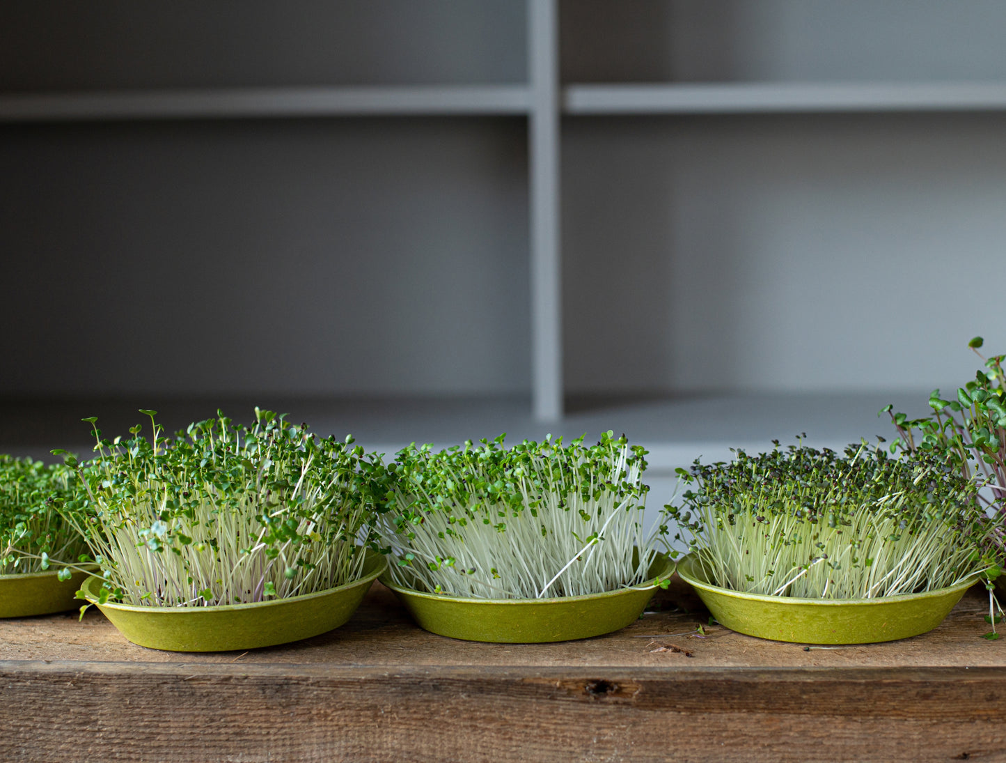 Bamboo Seed Trays