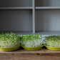 grow organic microgreens