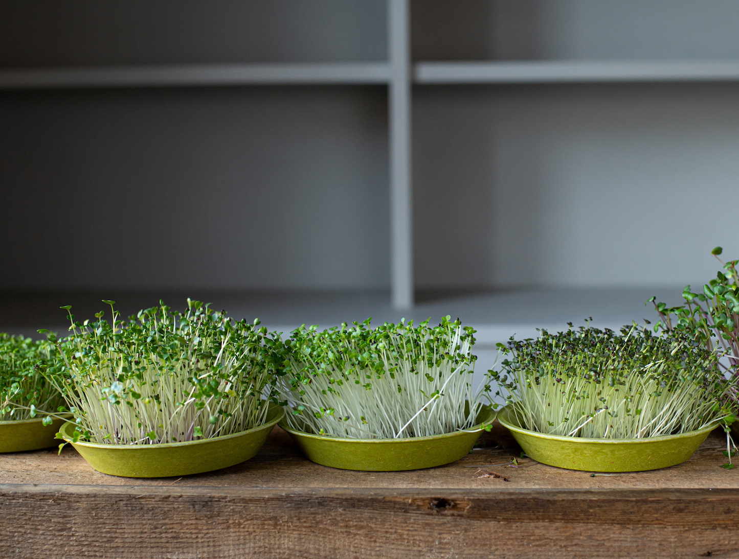 grow organic microgreens