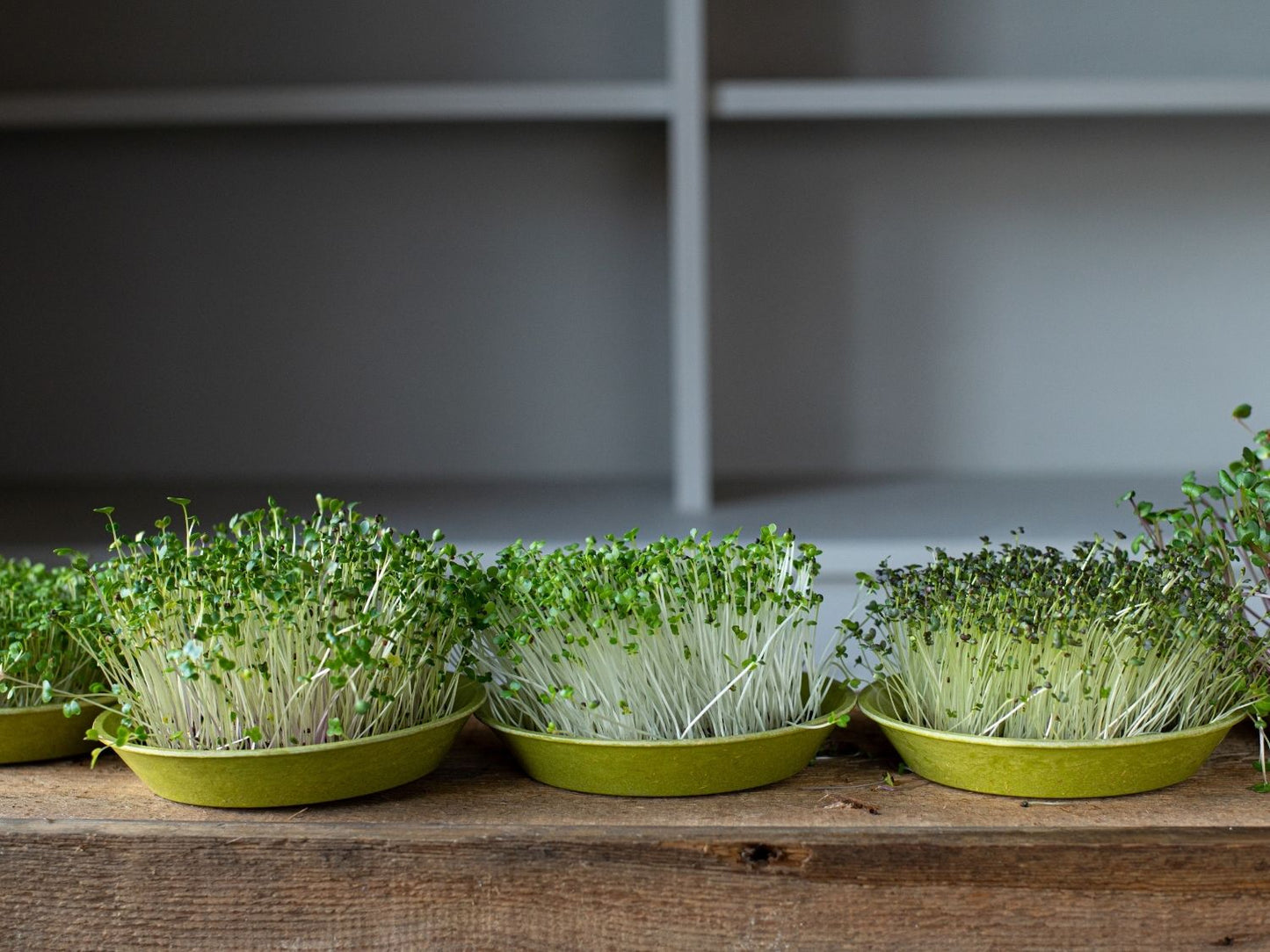 Fresh microgreens growing in reusable bamboo tray