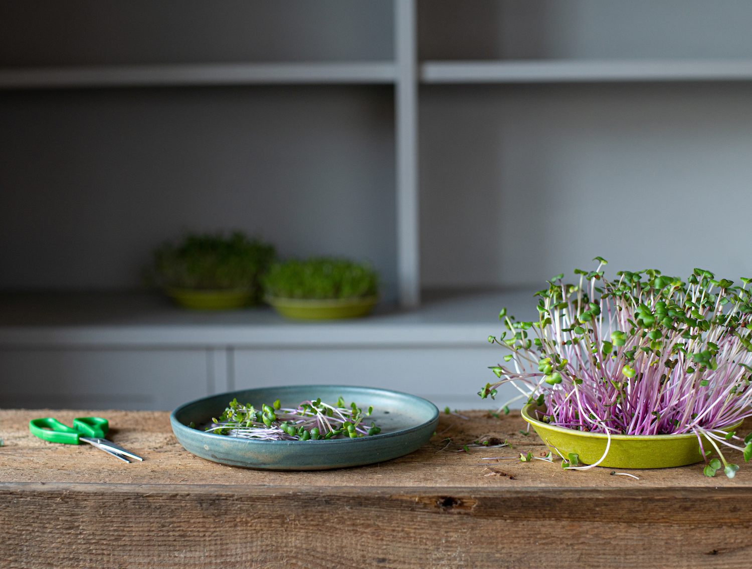 grow organic microgreens