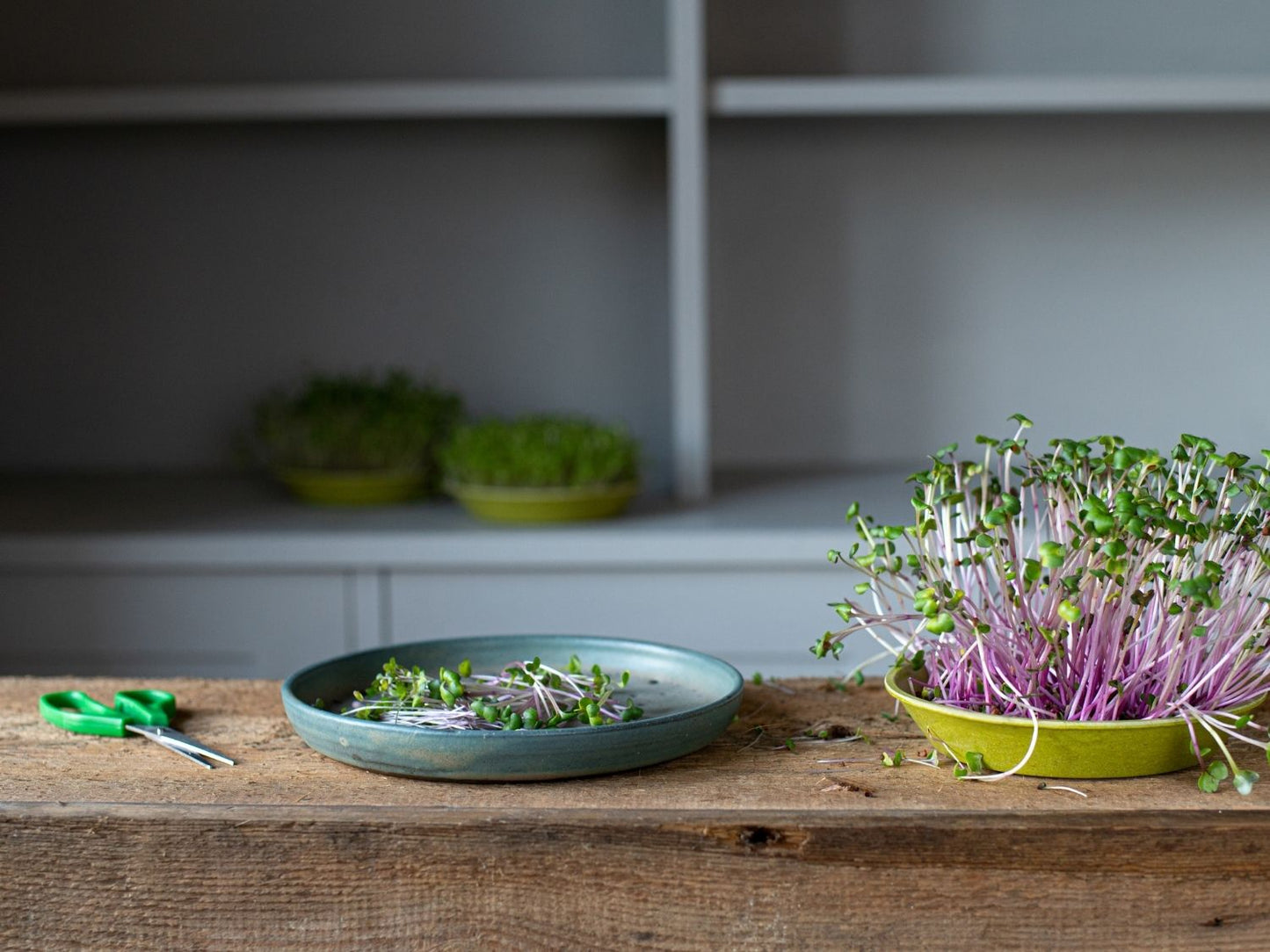 radish microgreens growing in reusable bamboo tray