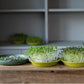 Microgreens growing in green bamboo trays