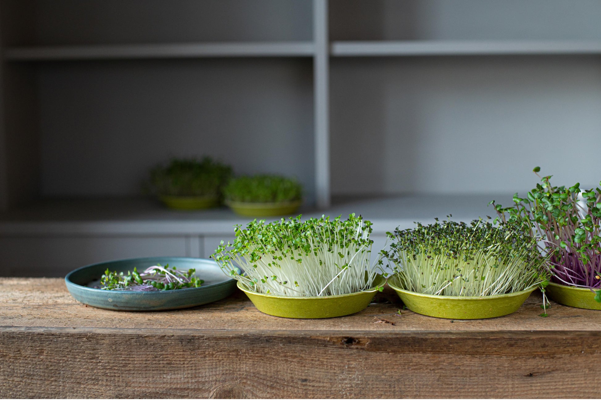 Microgreens growing in green bamboo trays
