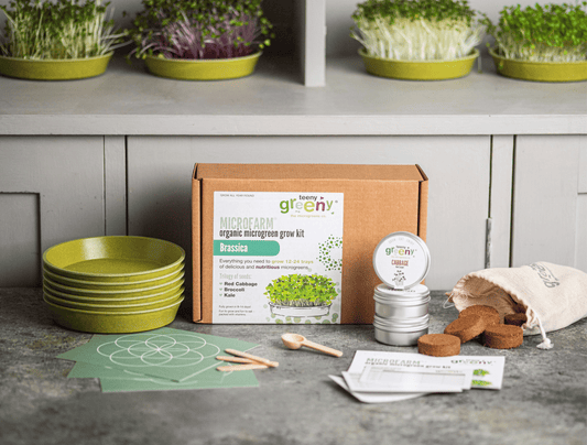 Microgreen Grow Kit | BRASSICA