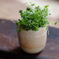 Organic Broccoli Sprouting Seed