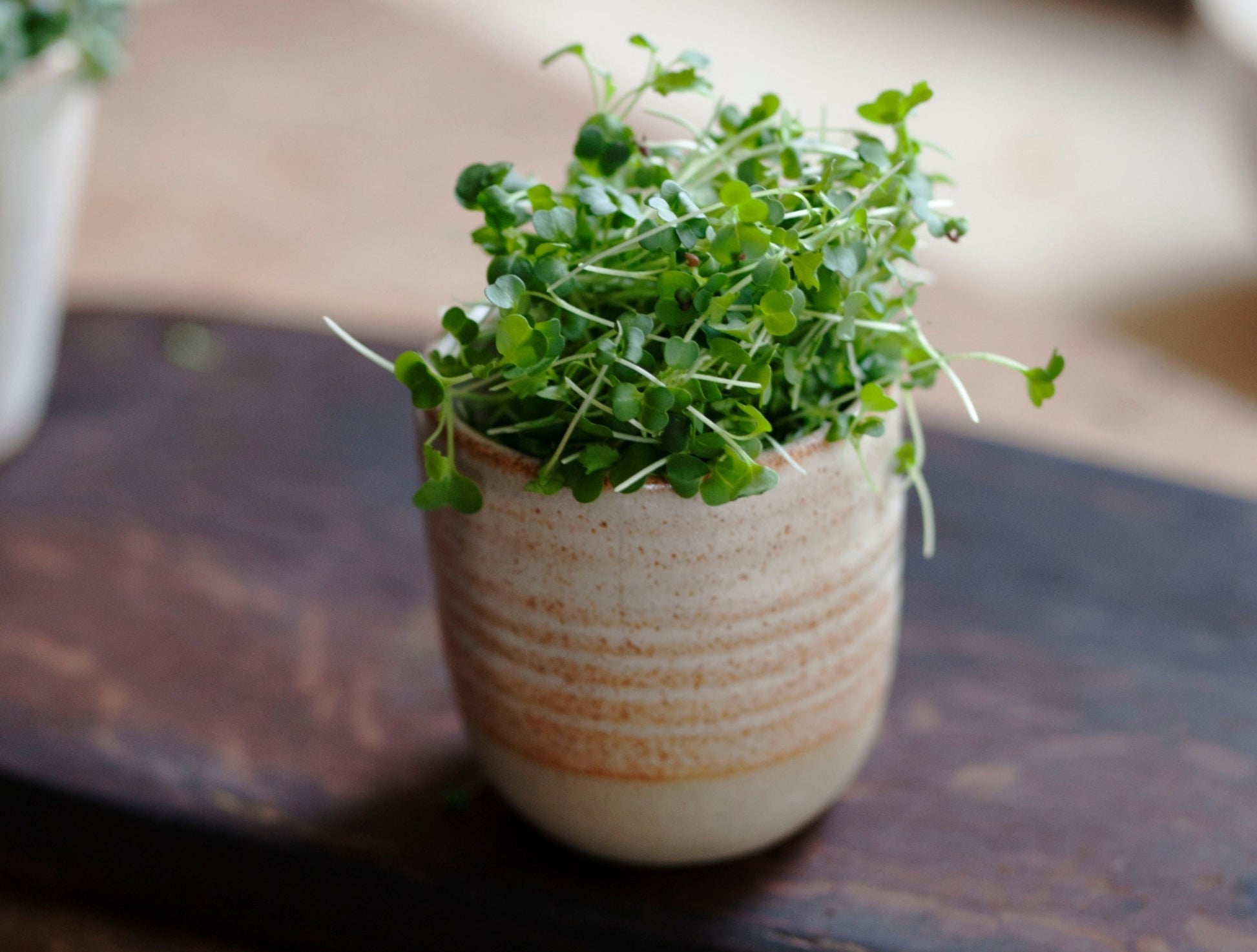 Organic Broccoli Sprouting Seed