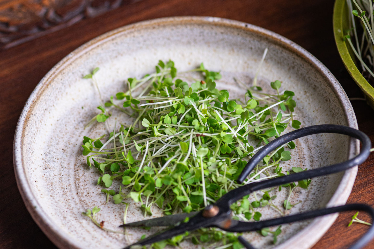 Magnificent Seven Organic Microgreens | 7 Seed Set | Gift Edition