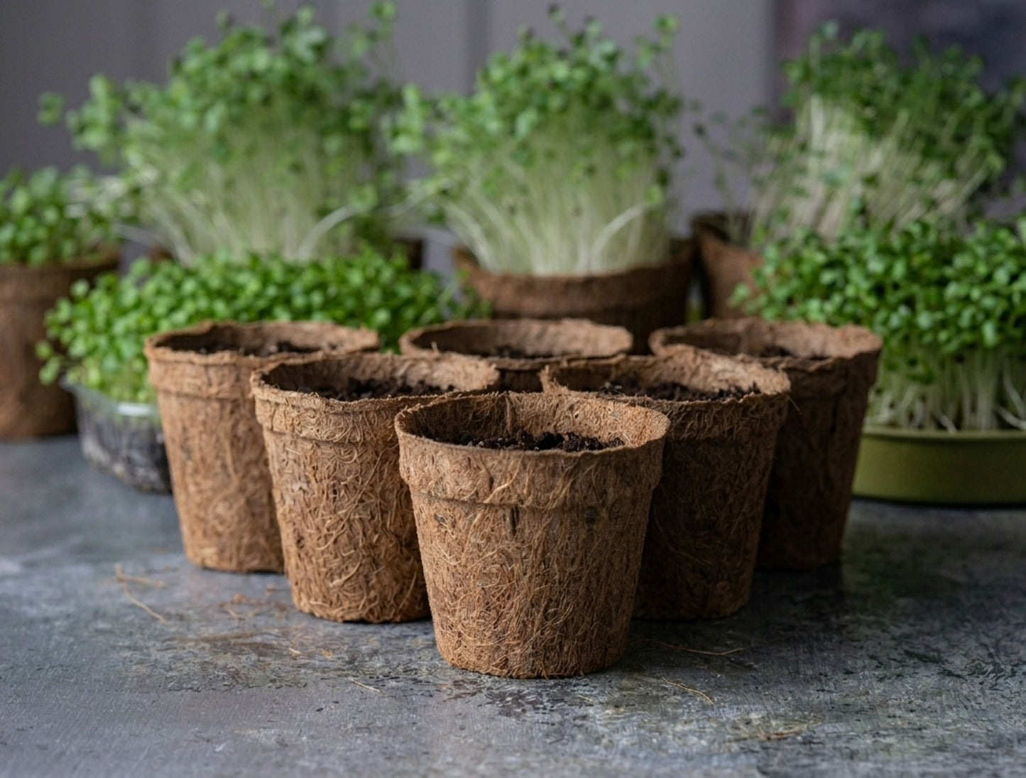 Biodegradable Coir Pots | Pack of 5