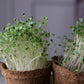 Biodegradable Coir Pots | Pack of 5