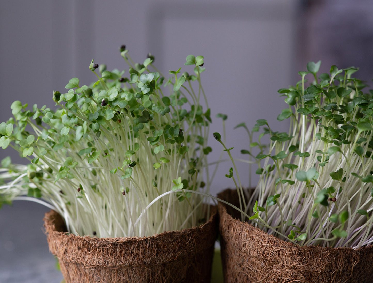 Biodegradable Coir Pots | Pack of 5
