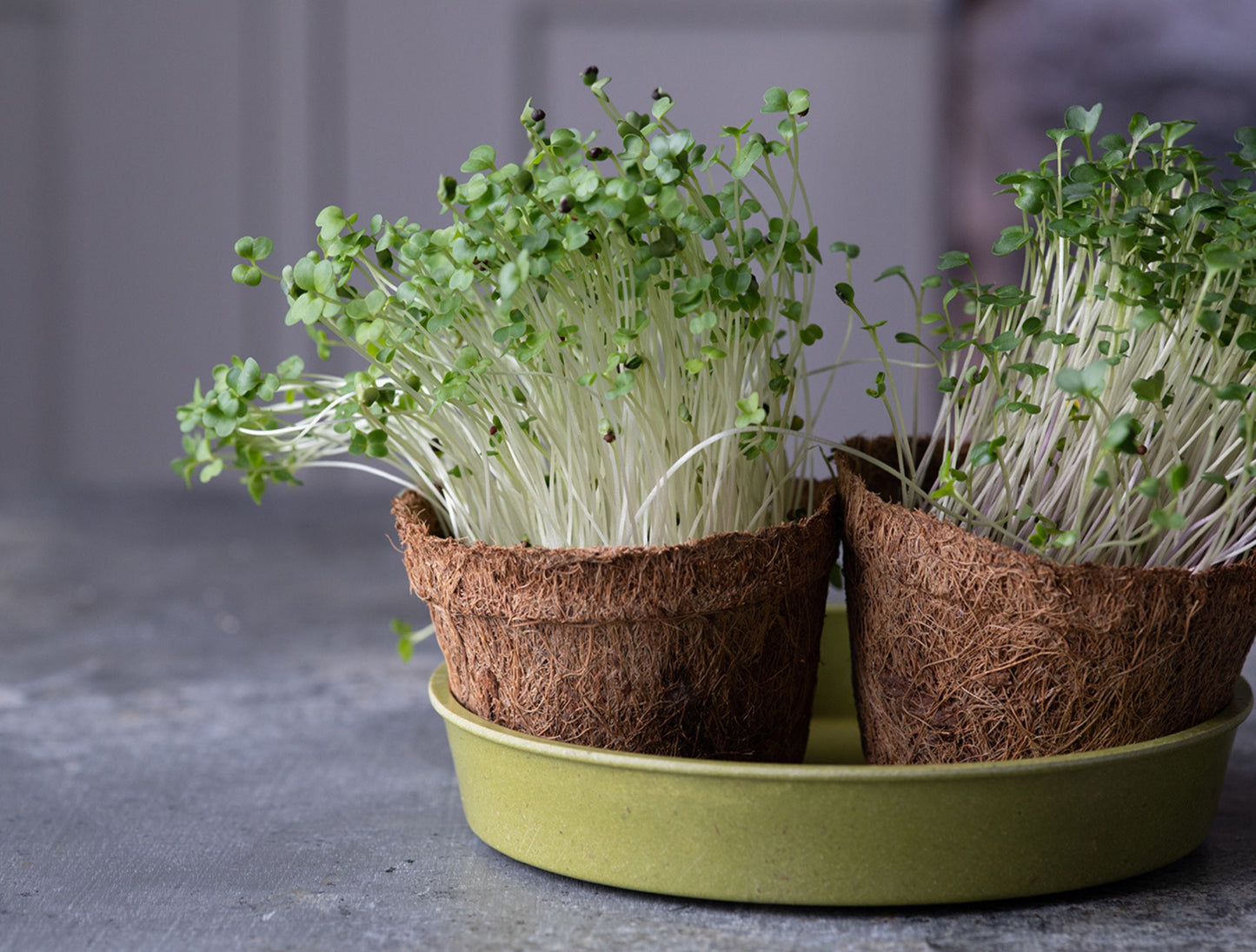 Biodegradable Coir Pots | Pack of 5