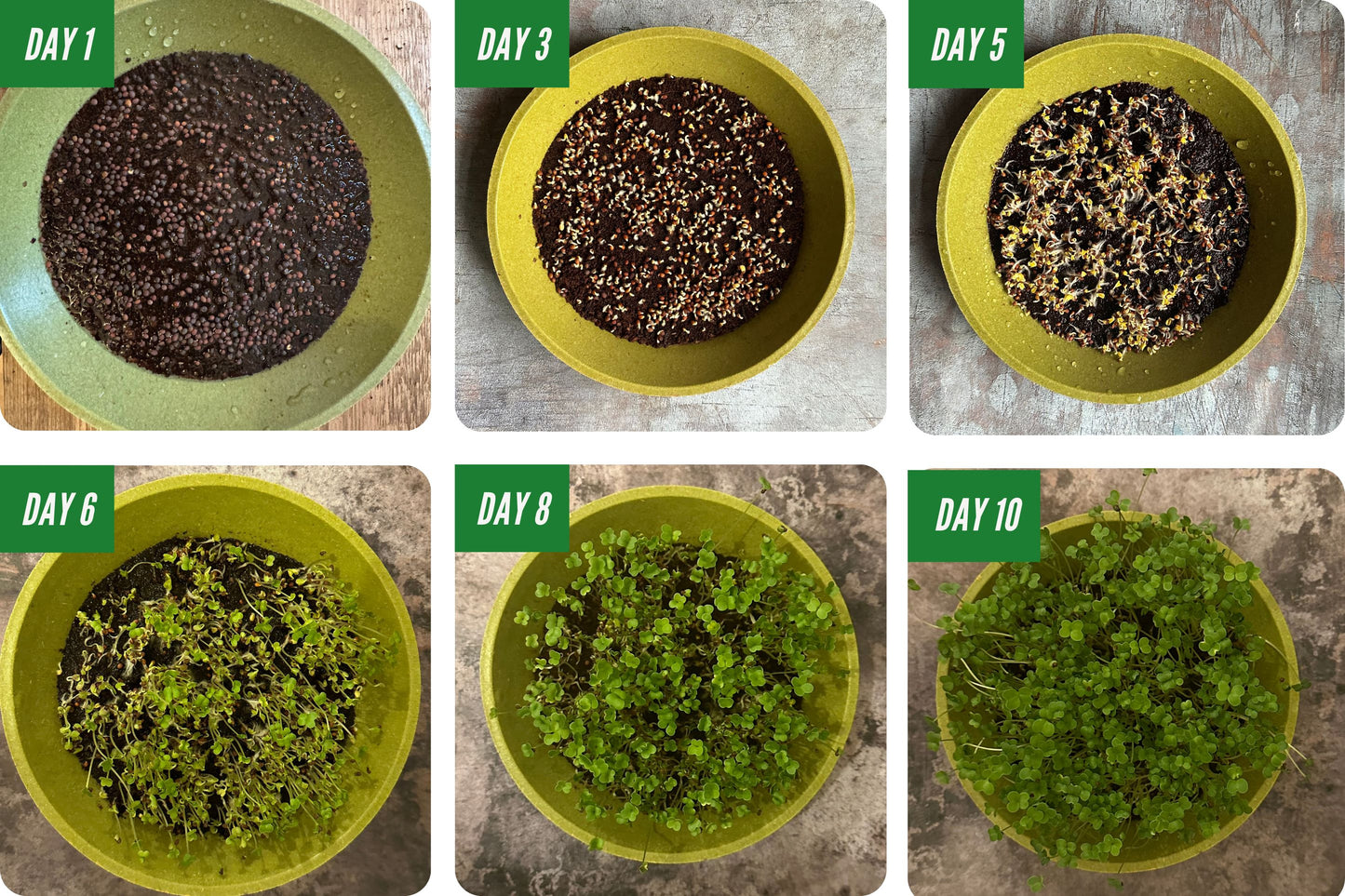 Day by Day Growing Organic Microgreens