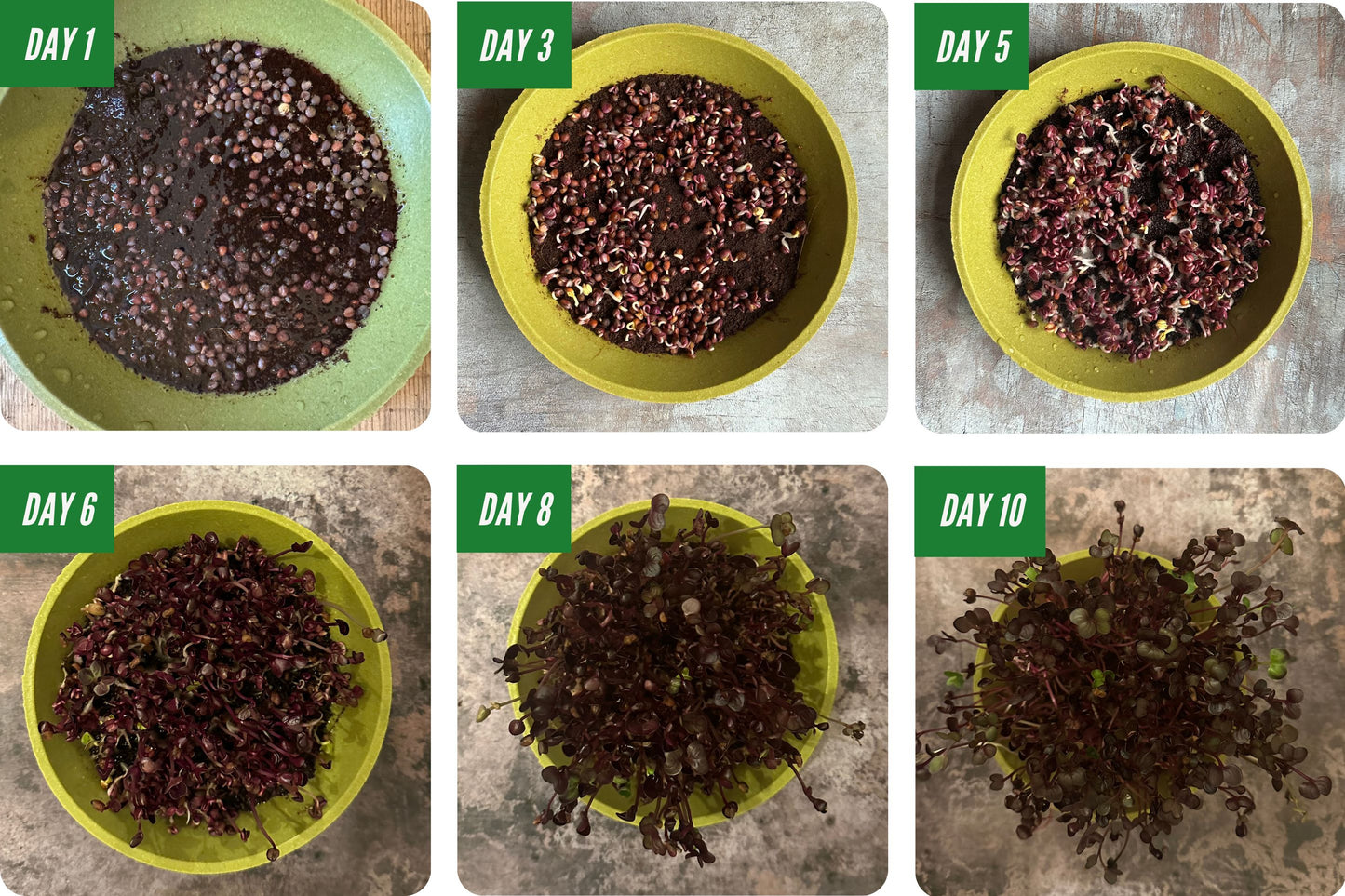 Day by Day Growing Organic Microgreens