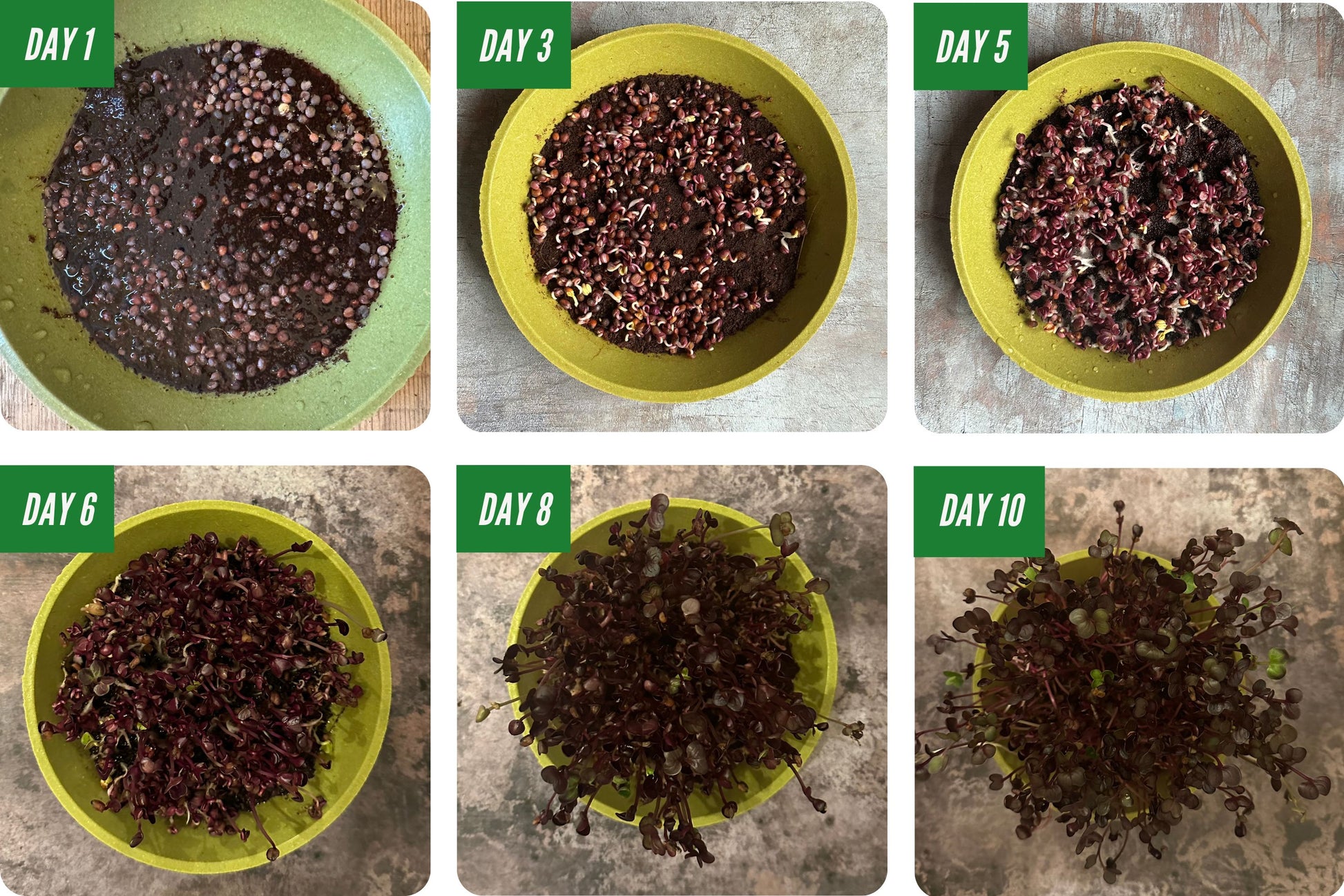Day by Day Growing Organic Microgreens
