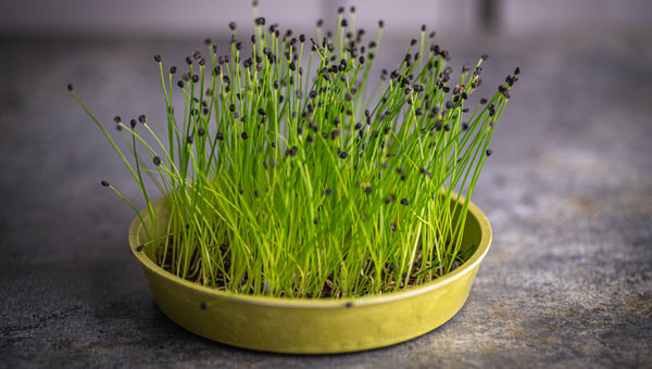 Organic Chive Microgrens