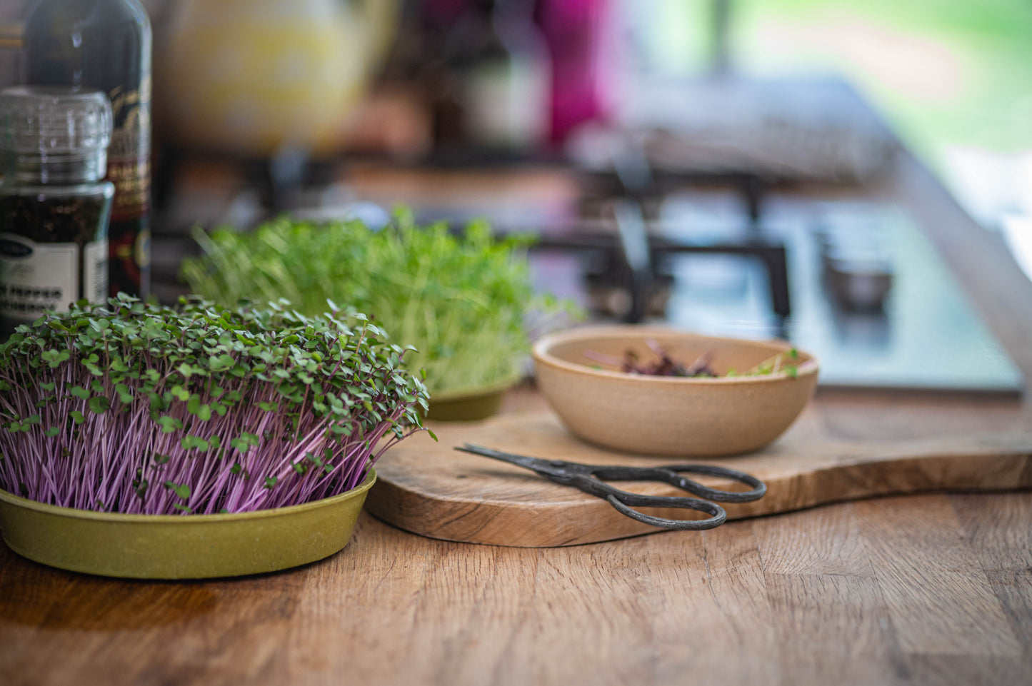 Black Kale Seeds (50g)