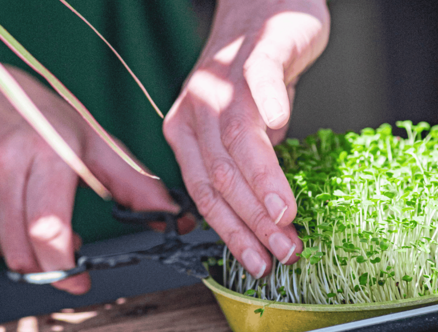 Person trimming microgreens with scissors in a container.
