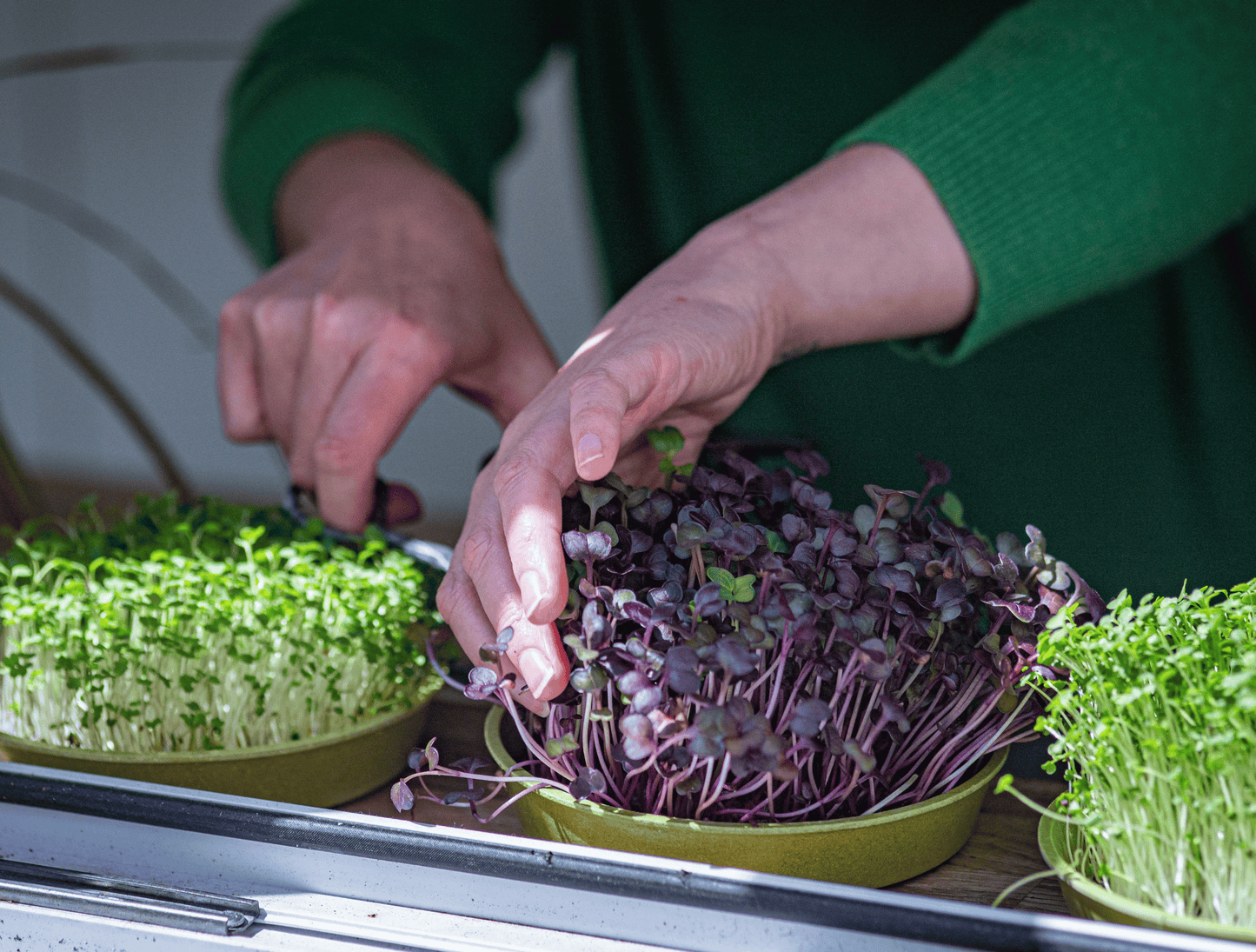 Purple Radish Seeds (50g)