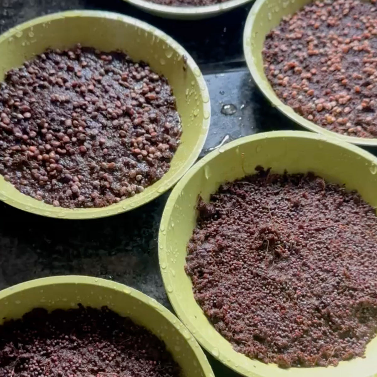 How_to_grow_microgreens_uk_step_3