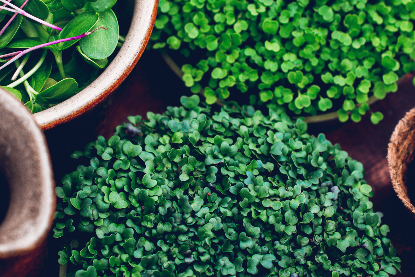 Magnificent Seven Organic Microgreens | 7 Seed Set | Gift Edition