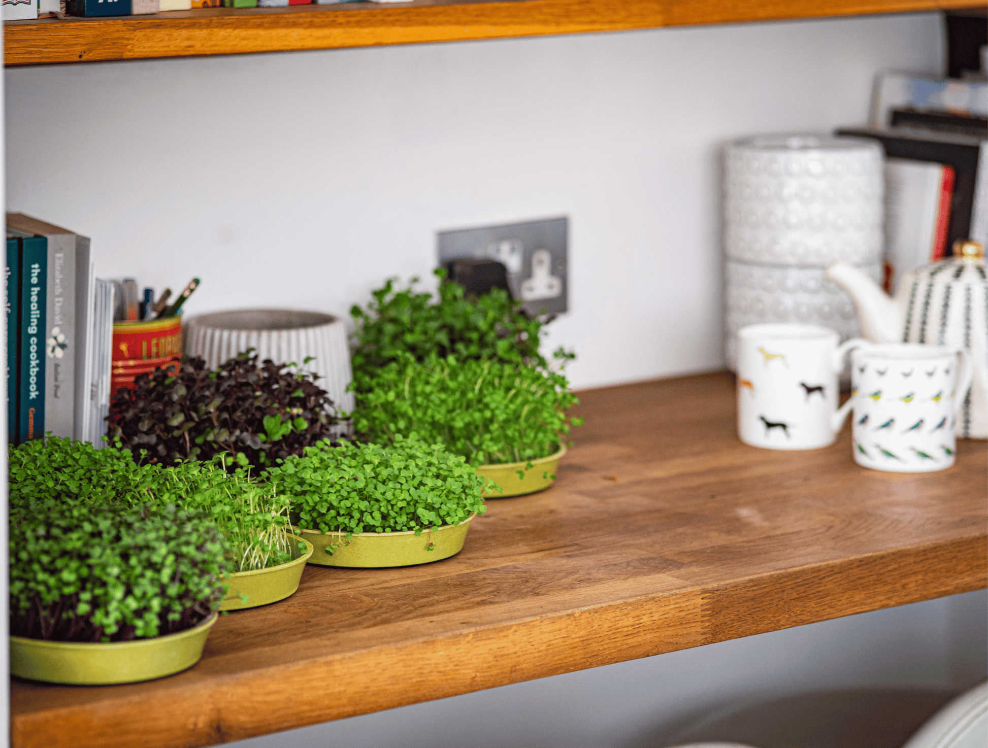 Microgreens growing on kitchen work top