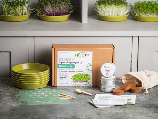 Grow healthy brassica microgreens