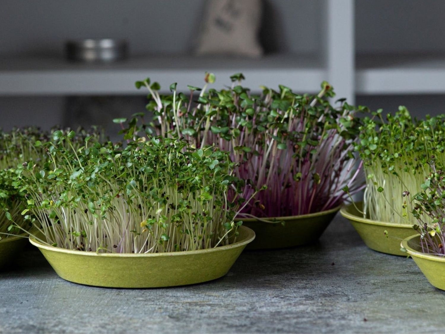 organic microgreens growing in reusable bamboo tray