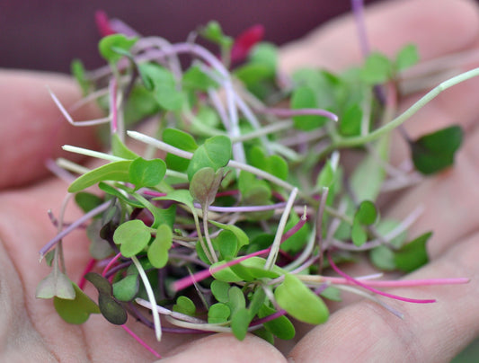 raffaello organic microgreen seed mix