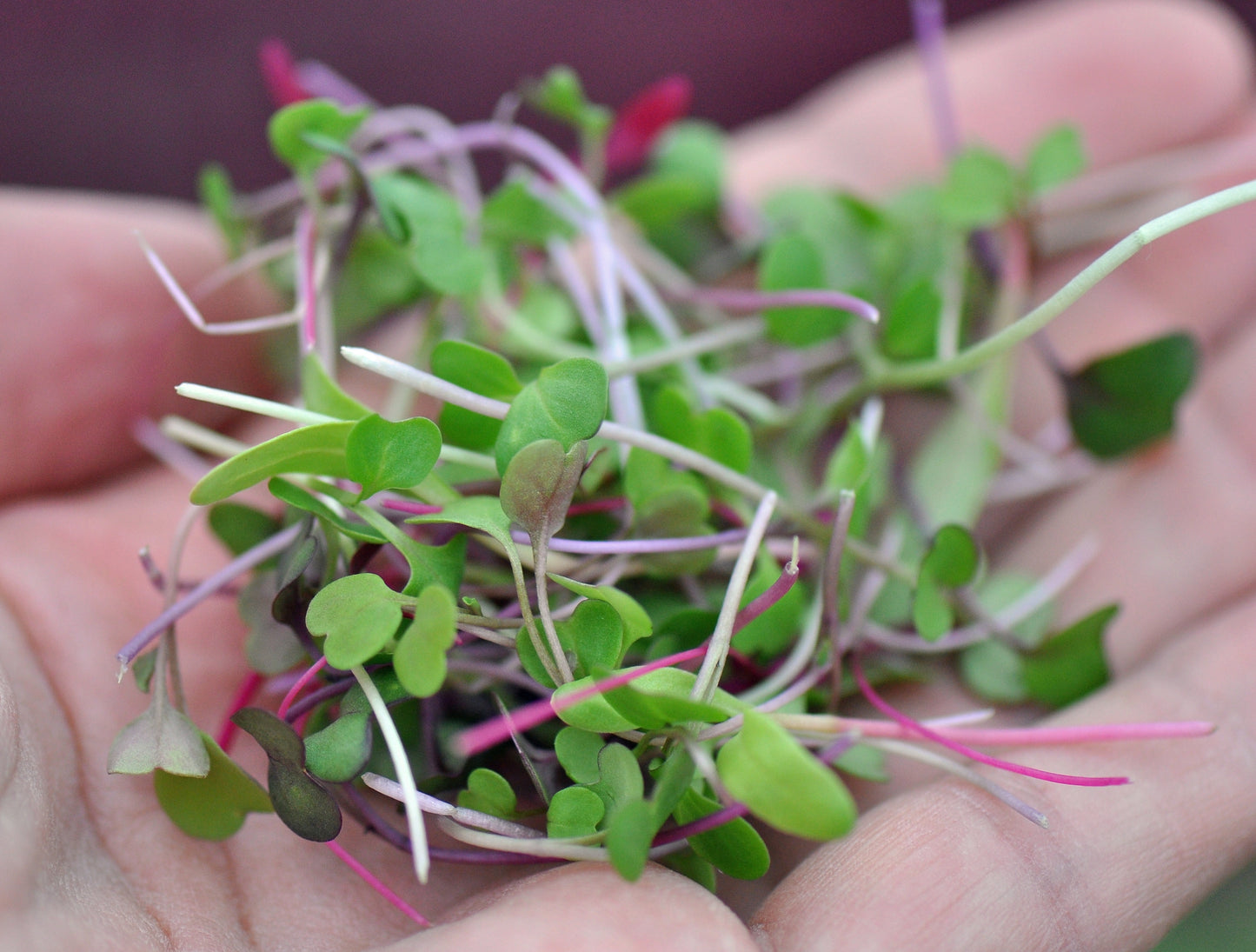 This Season’s Organic Microgreens | 5 Seed Set | Summer Edition