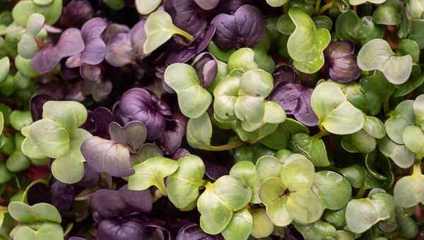 Mixed Radish Organic Microgreens