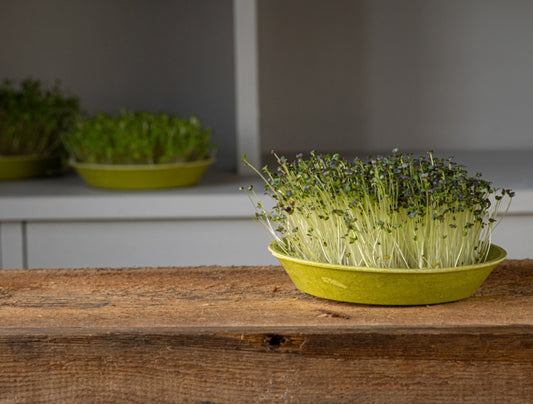 Organic Mizuna Microgreen Seeds