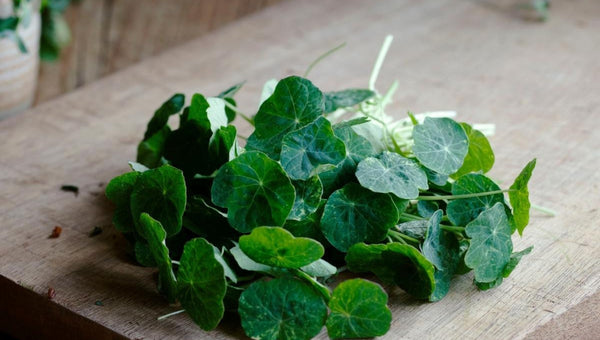 Organic Nasturtium Seeds