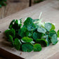 Organic Nasturtium Seeds