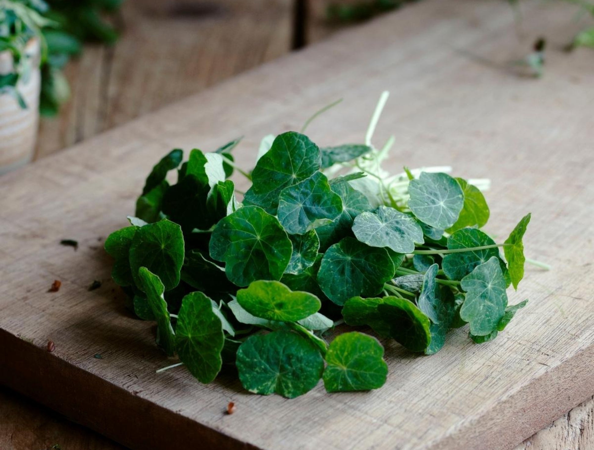 Organic Nasturtium Seeds