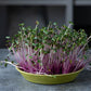 Pink Radish Microgreen Seed Organic