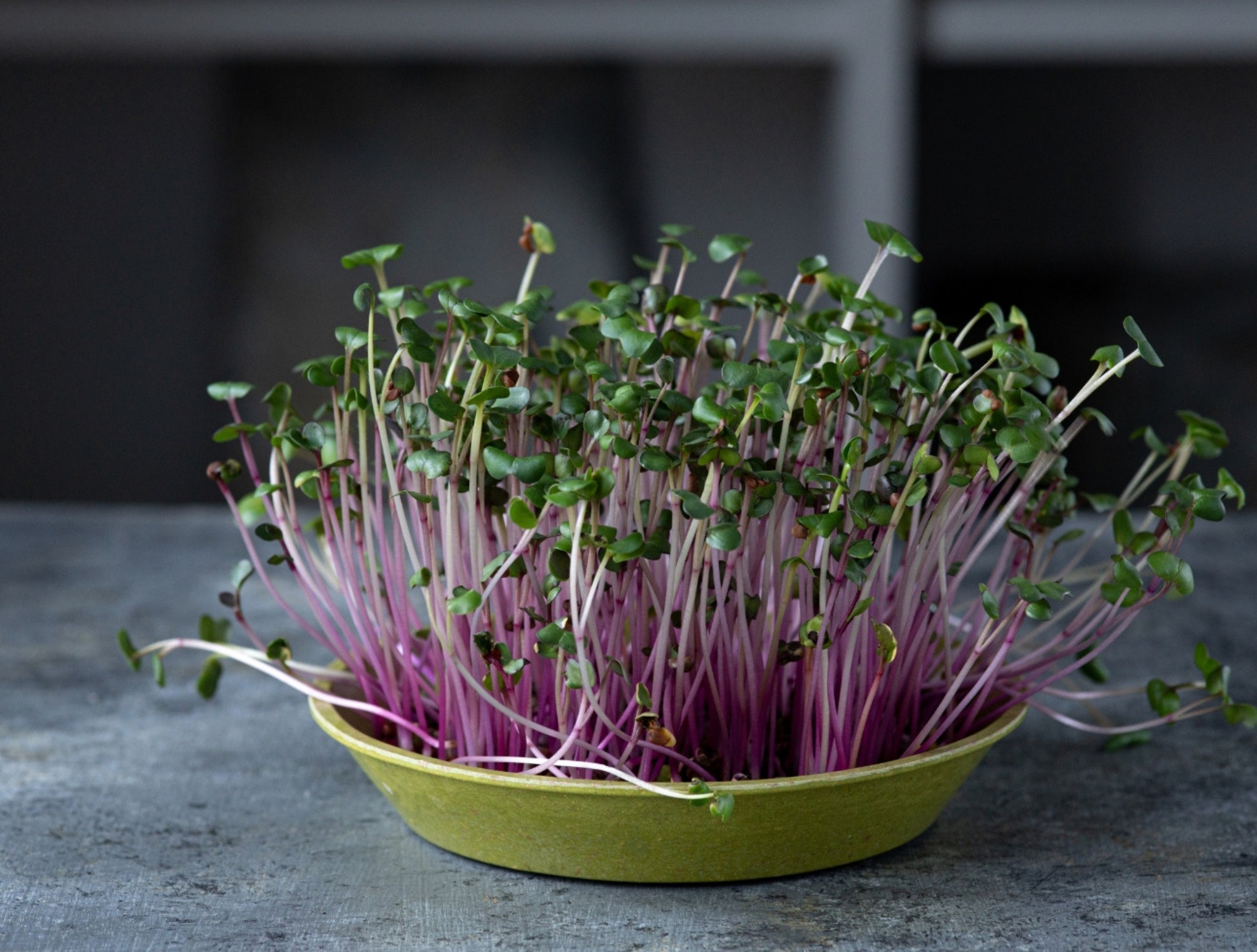 Pink Radish Microgreen Seed Organic