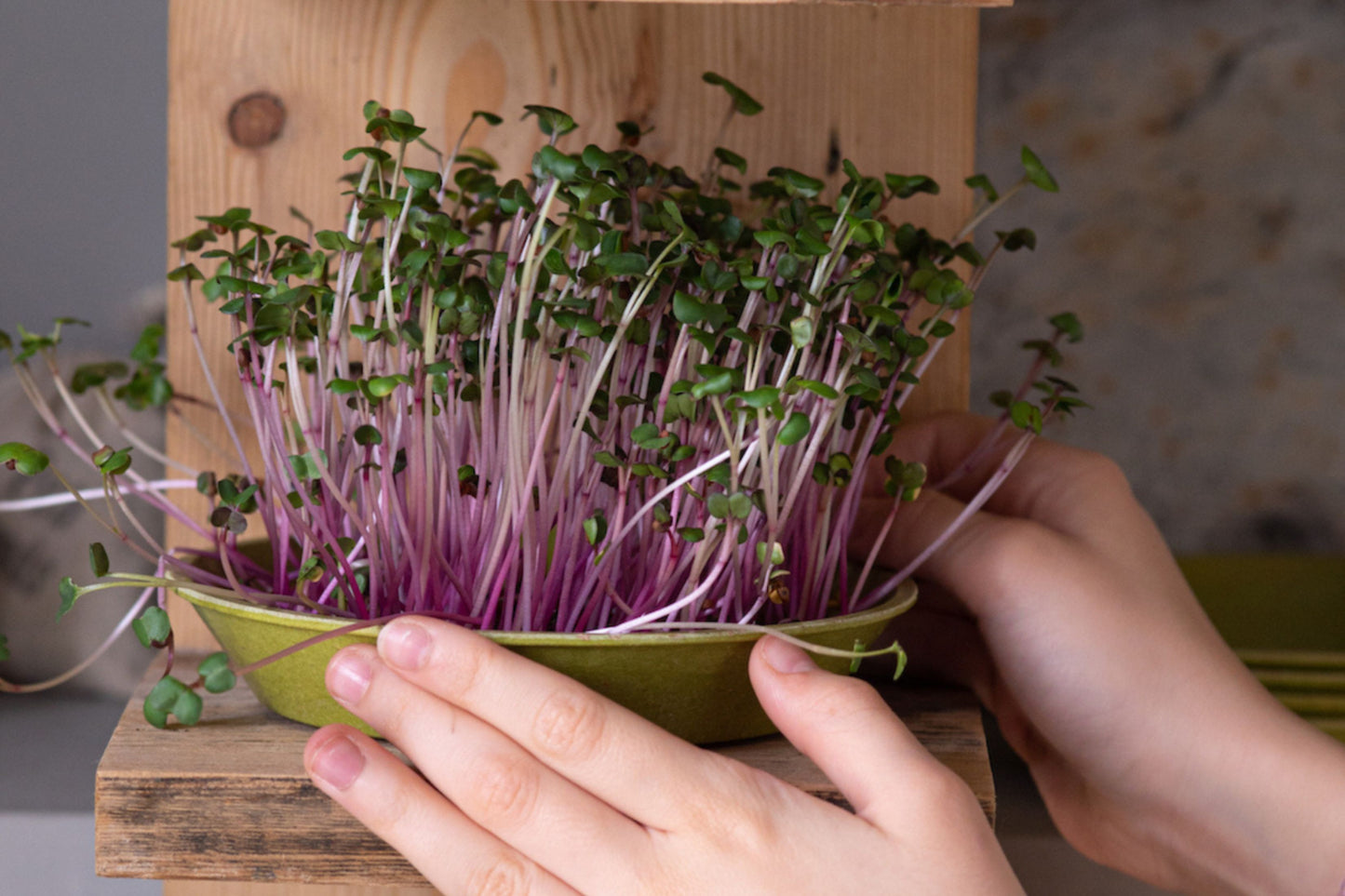 Fan Favourites Organic Microgreens | 5 Seed Set