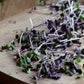 Purple radish Microgreen Seeds Organic