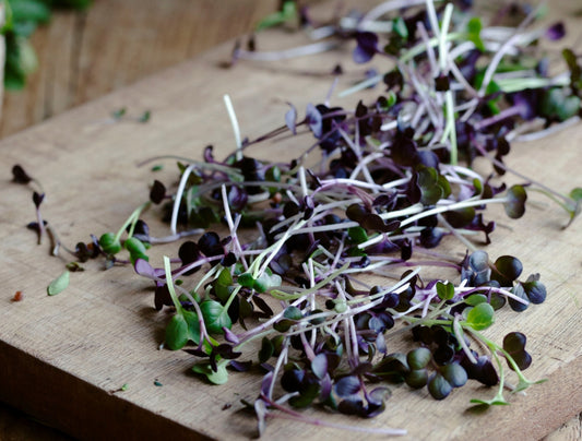 Purple radish Microgreen Seeds Organic