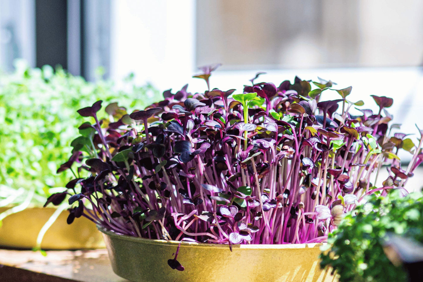Fan Favourites Organic Microgreens | 5 Seed Set