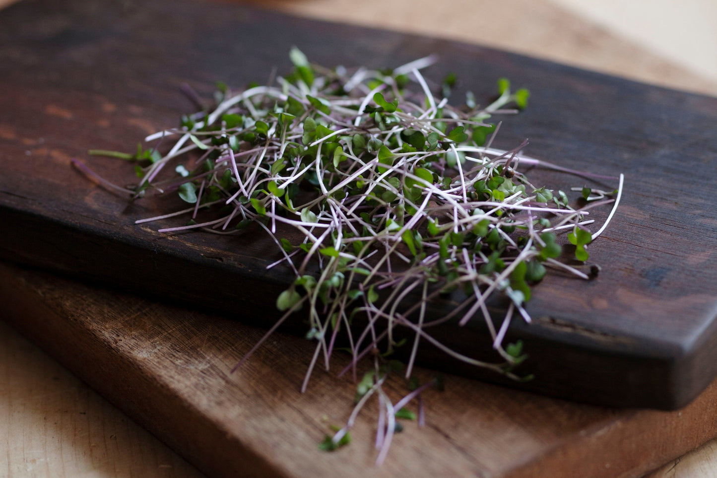 This Season’s Organic Microgreens | 5 Seed Set | Summer Edition