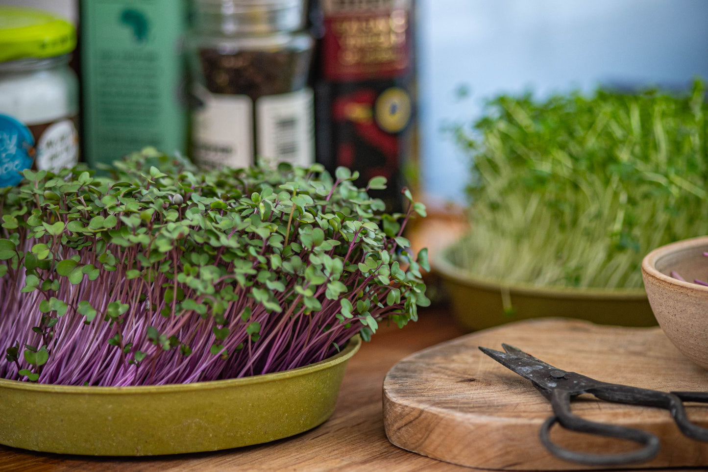 Magnificent Seven Organic Microgreens | 7 Seed Set | Gift Edition