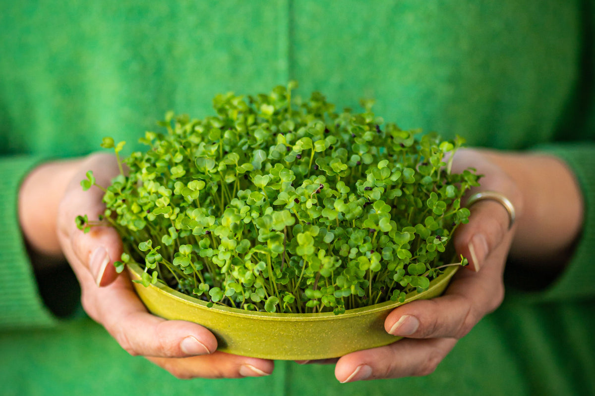 Women's Wellness Organic Microgreens | 5 Seed Set