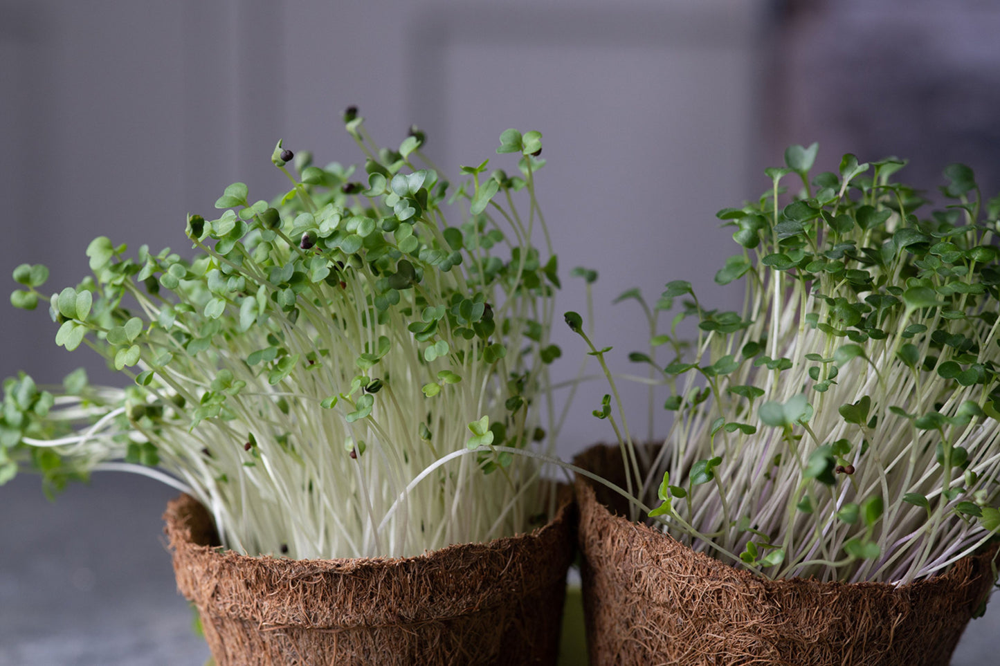 Fan Favourites Organic Microgreens | 5 Seed Set