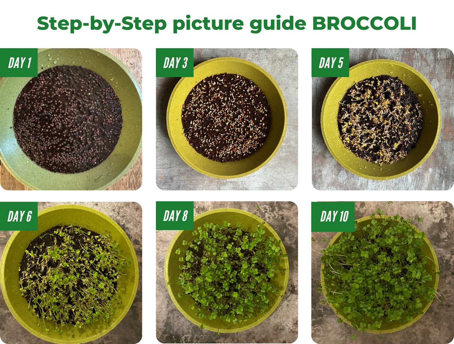 Step-by-step Growing Broccoli Microgreens