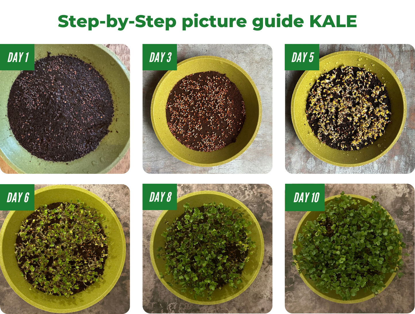 Step-by-step Growing Kale Microgreens