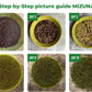 Step-by-step Growing Mizuna Microgreens