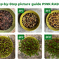 Step-by-step Growing Pink Radish Microgreens