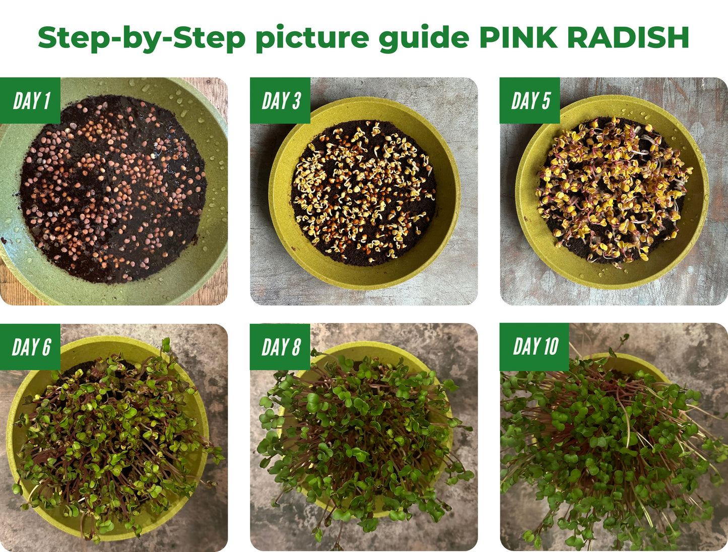 Step-by-step Growing Pink Radish Microgreens